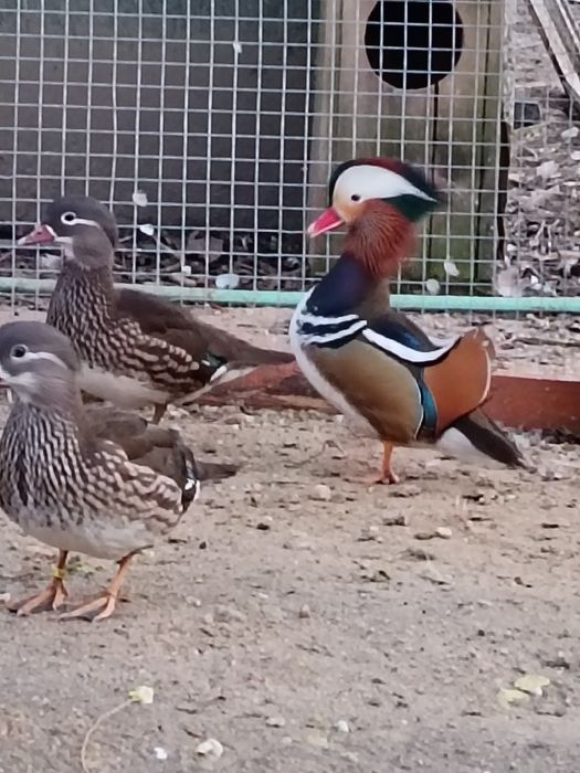 Kaczki mandarynki, karolinki