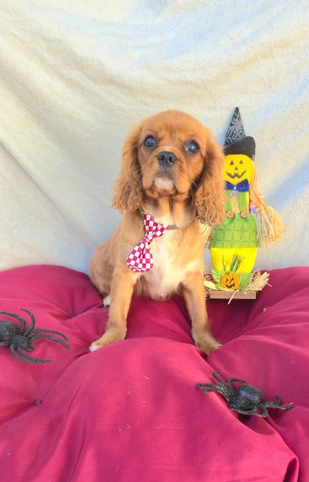Cavalier King Charles Spaniel Macho
