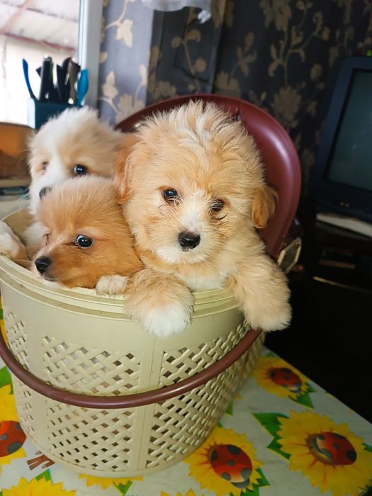 Красивые дети шпицейорки.