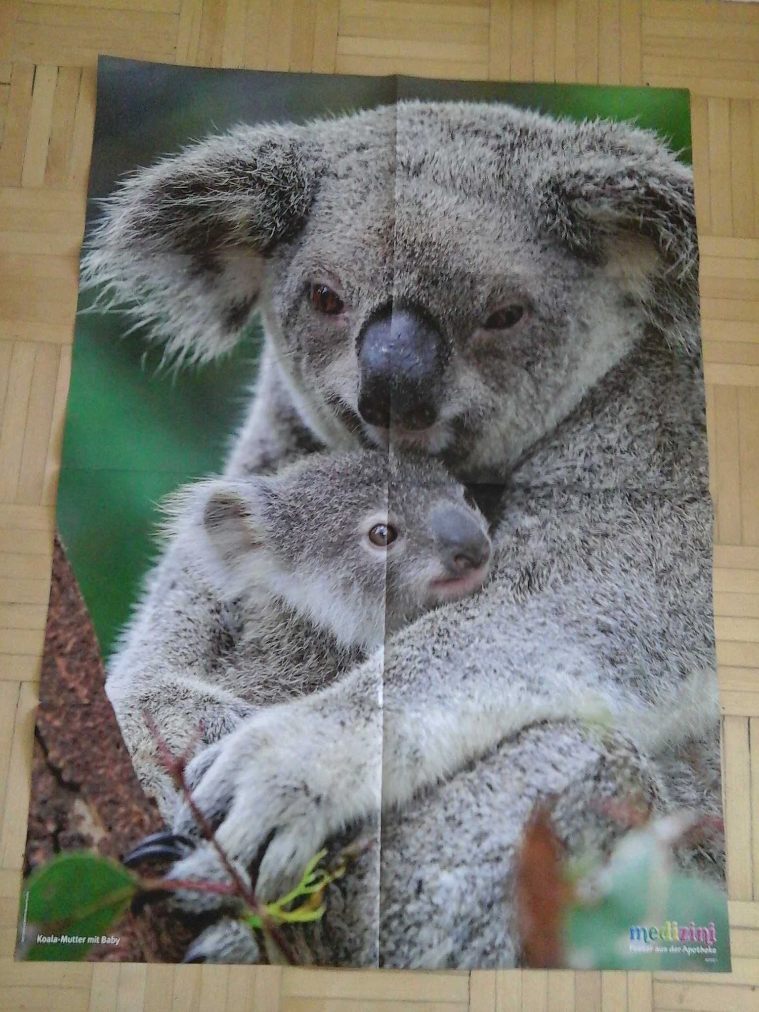 Plakaty Uklad Sloneczny, Mis Koala z gazetka