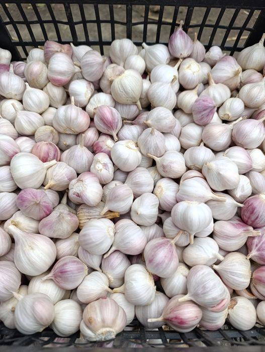 Czosnek wiosenny na sprzedaż mniejsze kulki