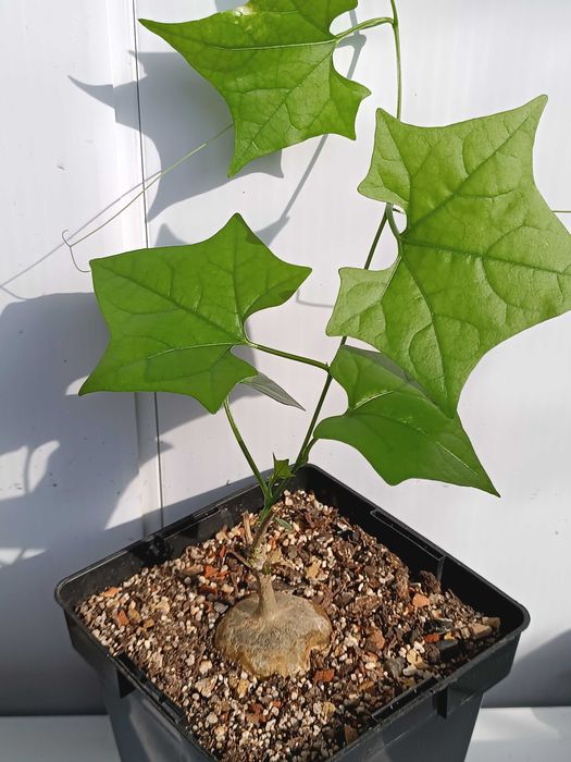 Gerrardanthus macrorhizus Геррардантус макроризус