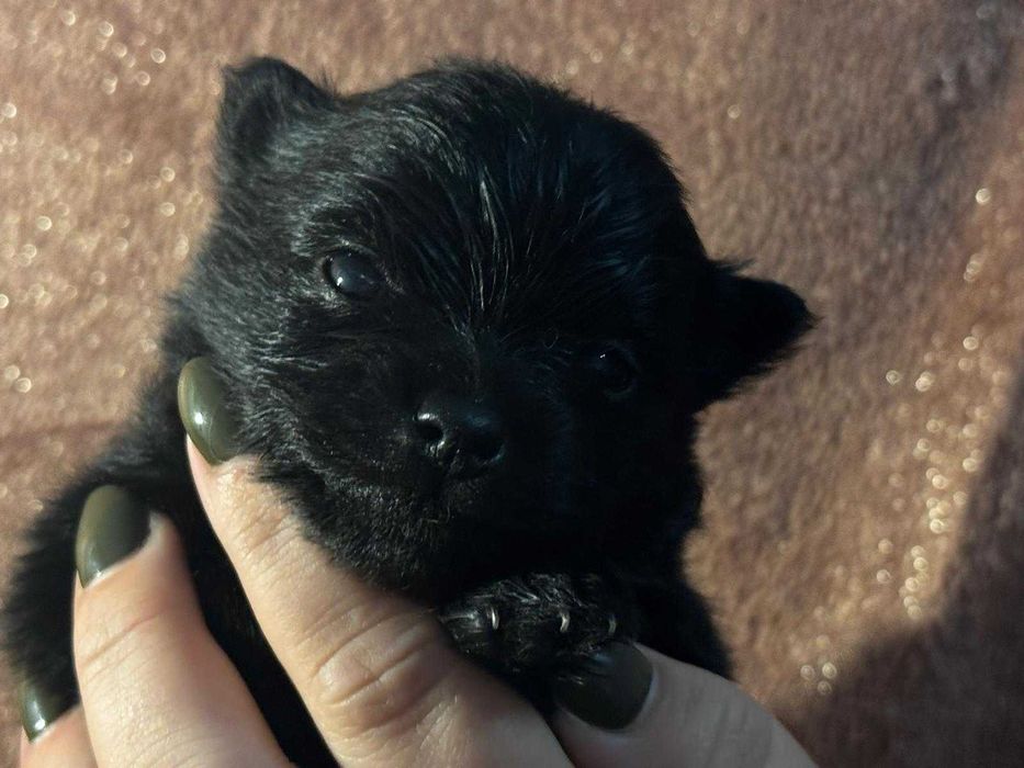 Szpic Miniaturowy Pomeranian samiec