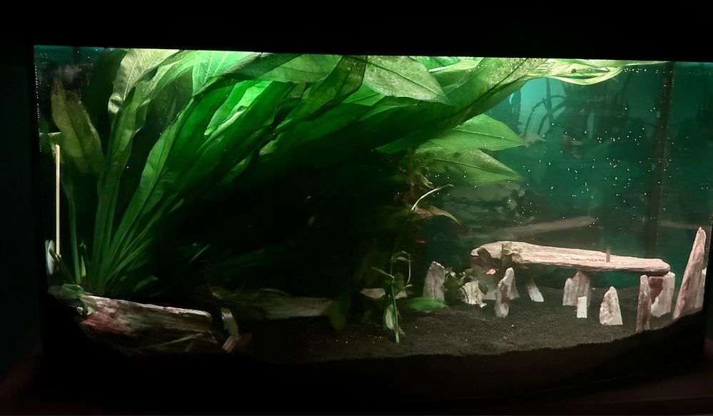 Piękne Gotowe! z życiem! Akwarium Aqua 140l LED  FULL wypas !