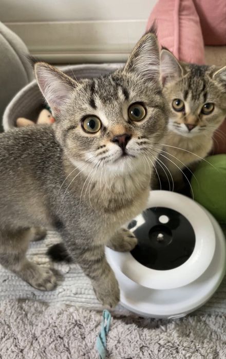 Дівчинки шотландські чорно золота кішечка, з щепленням,чіпом