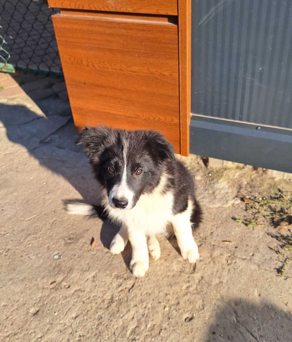 Piesek Border Collie ZKWP/FCI
