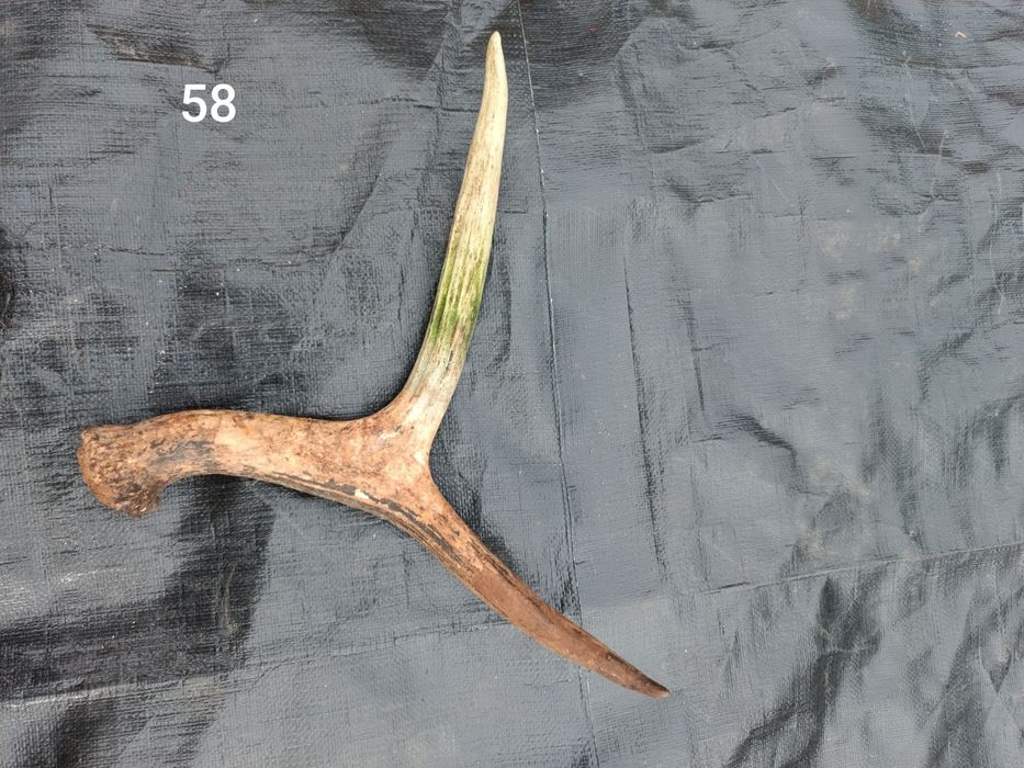 Sprzedam poroże łosia, jeleni, parostki koziołka