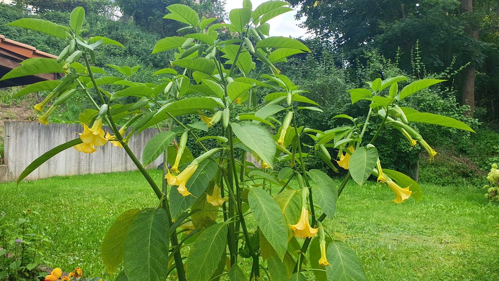 Datura wieloletnia, brugmansja. Kwiaty ogród.