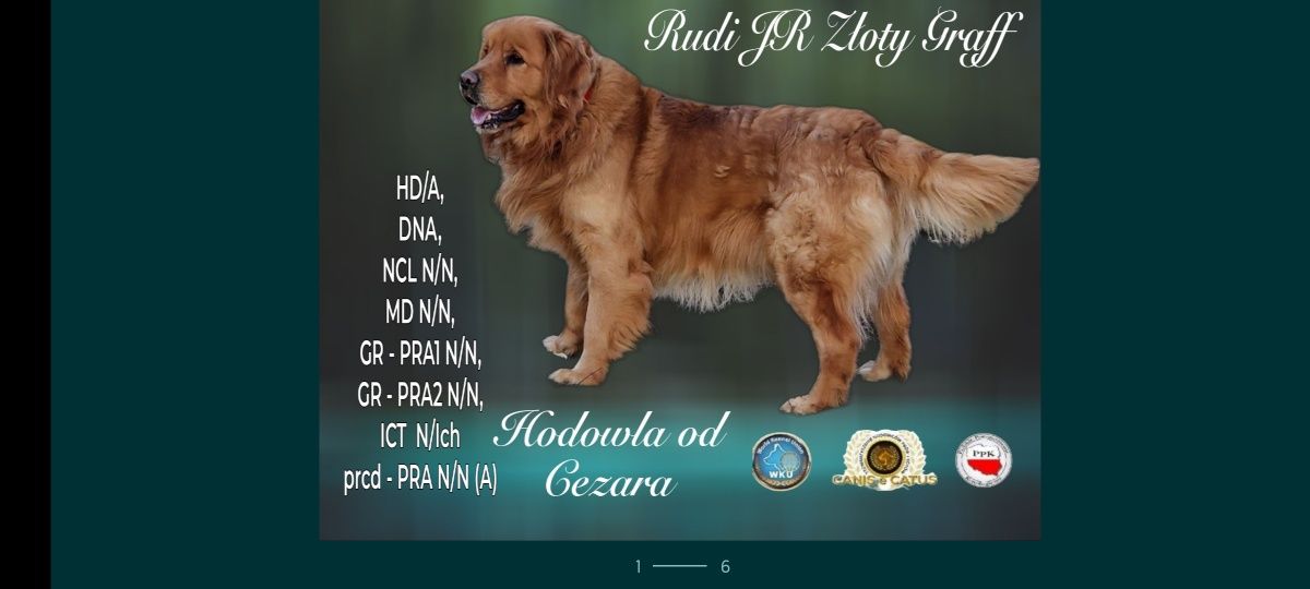 Golden Retriever złoty