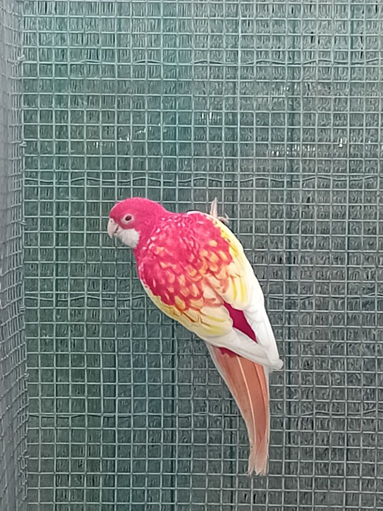 Vendo rosela rubina macho