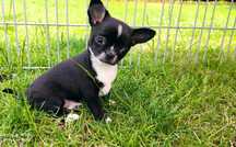 Chihuahua suczka ZKwP FCI