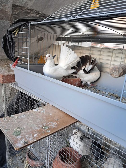 Pombos de leque de várias cores, pombos brancos e leques indianos