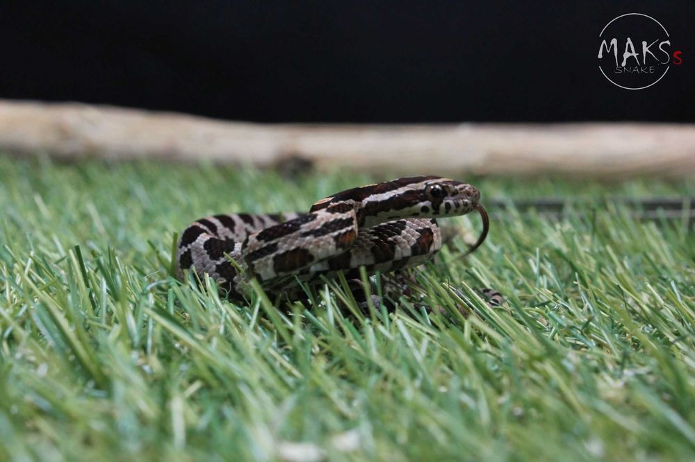 Wąż zbożowy - Classic (po Okeetee) - nadwyżka hodowlana
