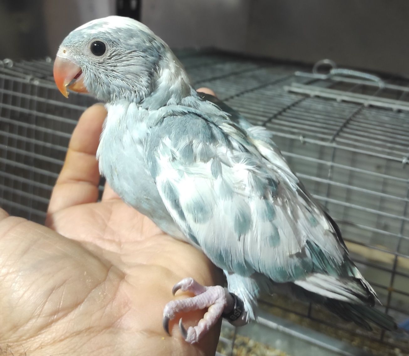Ring Necks criados à mão