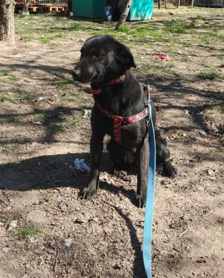 Onyx 1,5 r.psiak czeka na adopcję,czy czarne nie jest piękne Kotomysz