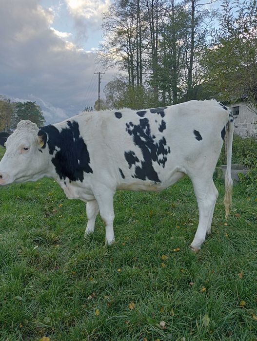 Jałówka wysokocielna