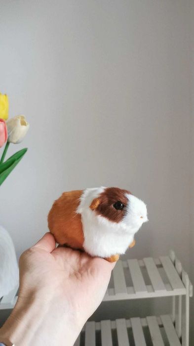 Świnka morska, Guinea pig, dekoracja