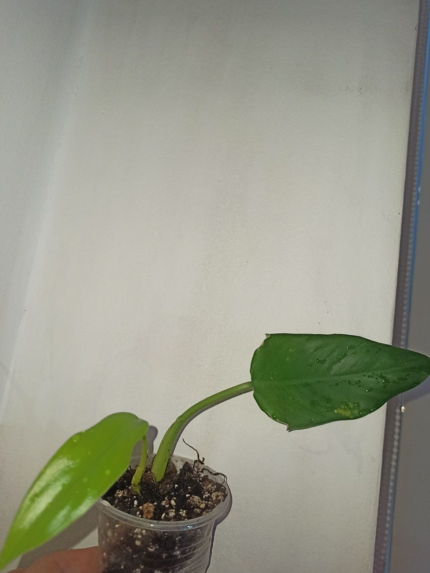 philodendron Domesticum variegata regres