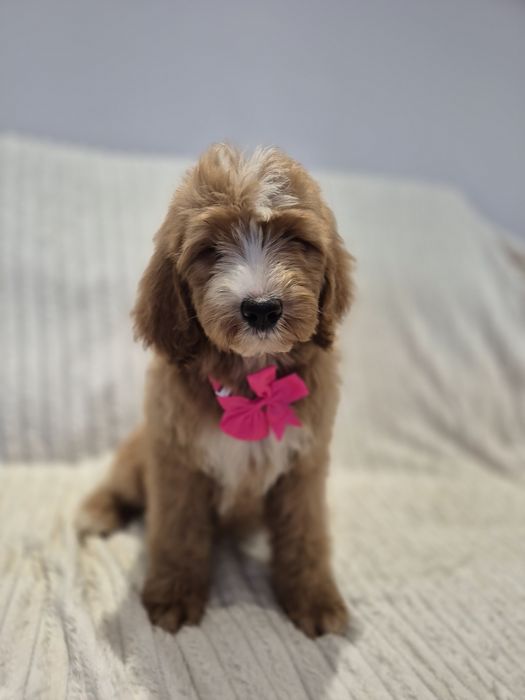 Goldendoodle f1 standard