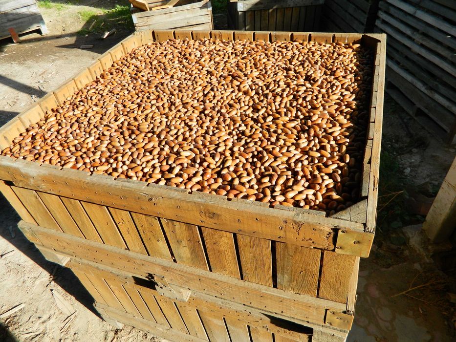 Żołędzie dębu szypułkowego nasiona dębu ( Quercus Robur )