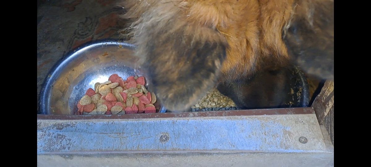 Корм для Собак власного виробництва