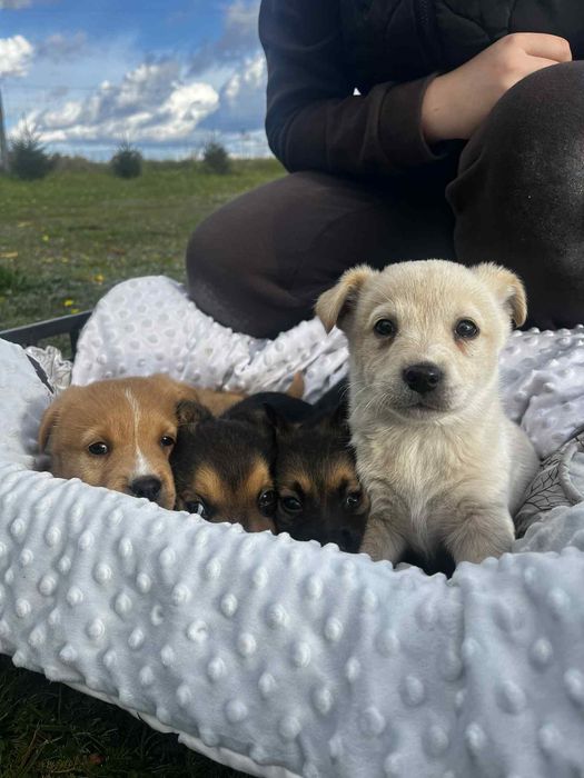 Maluszki szukają domów .