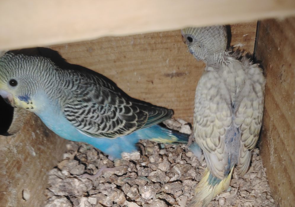 Periquitos para venda