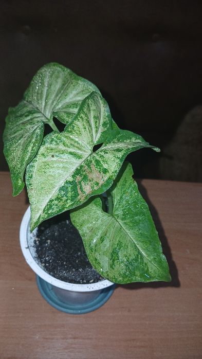 Фікус укорененннй росток.Сингониумы коллекц.