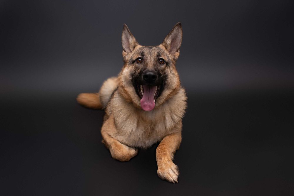 Віддам в добрі руки собаку дівчинку підлітка Леону.