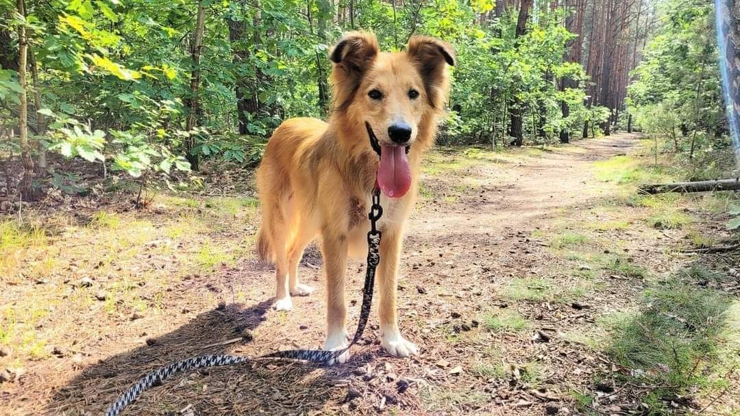 Kastler w typie collie szuka doświadczonego opiekuna.