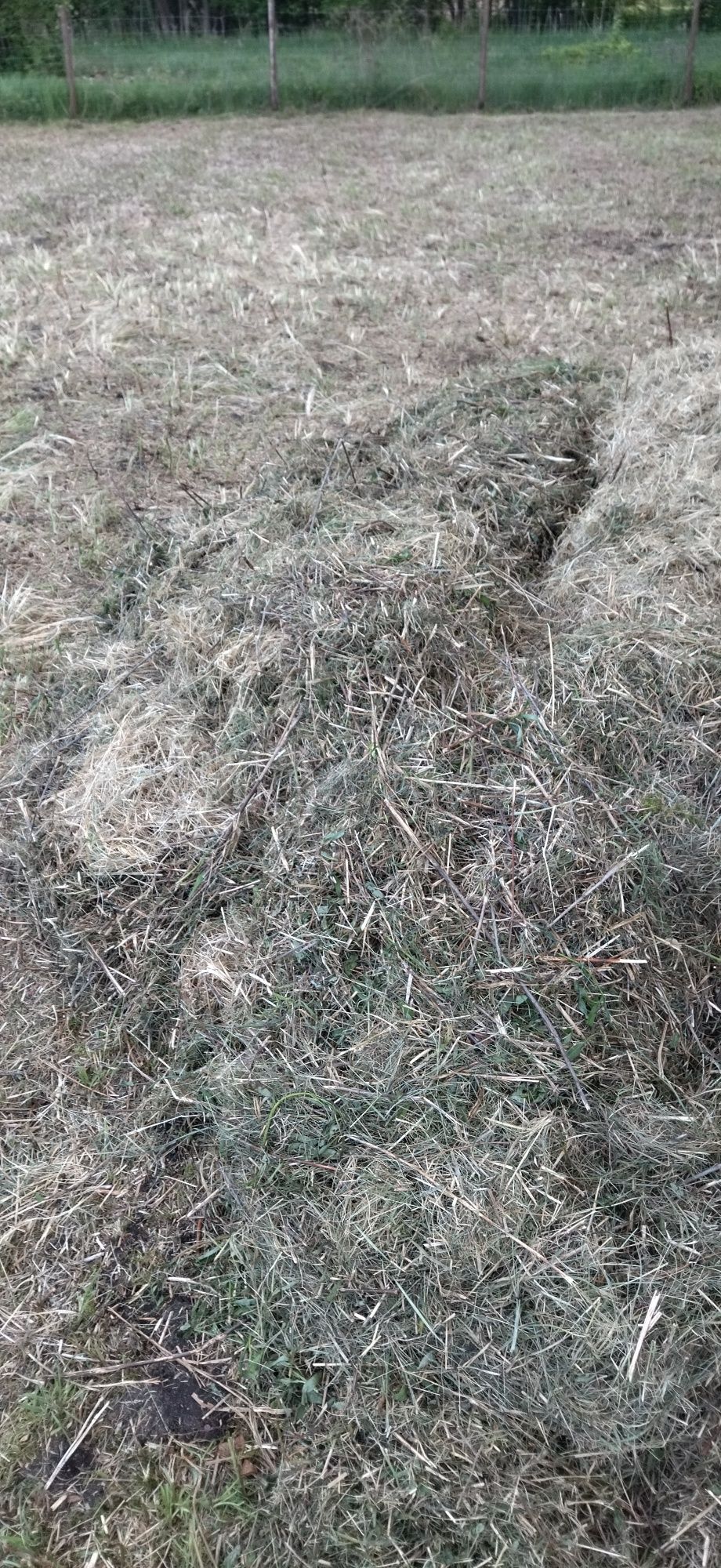 Za darmo siano, trawą, po koszeniu działki w lesie