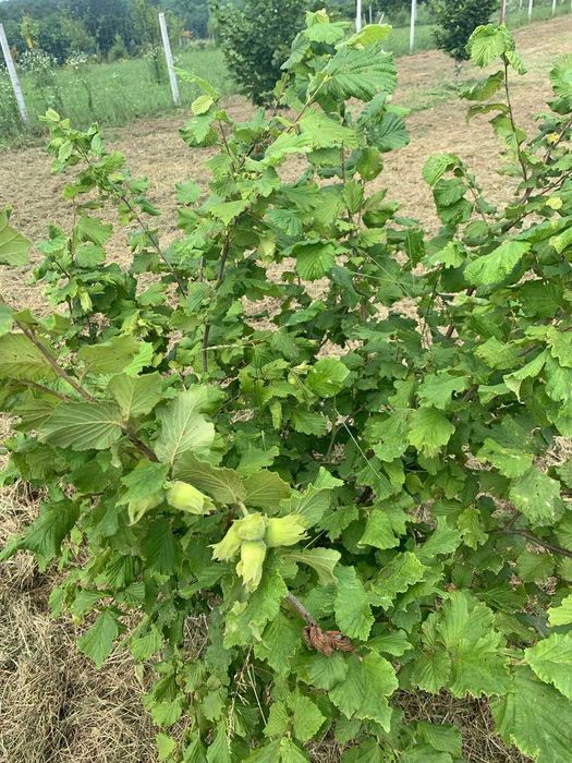 Продам дворічні саджанці фундука Істрійський довгий (Istarski dugi)