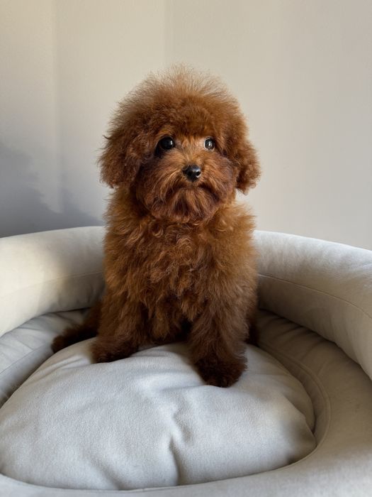 Малюки Той пуделя VIP