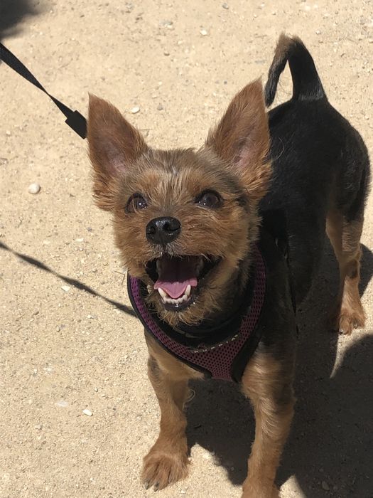 Dog walker/ Passear caes