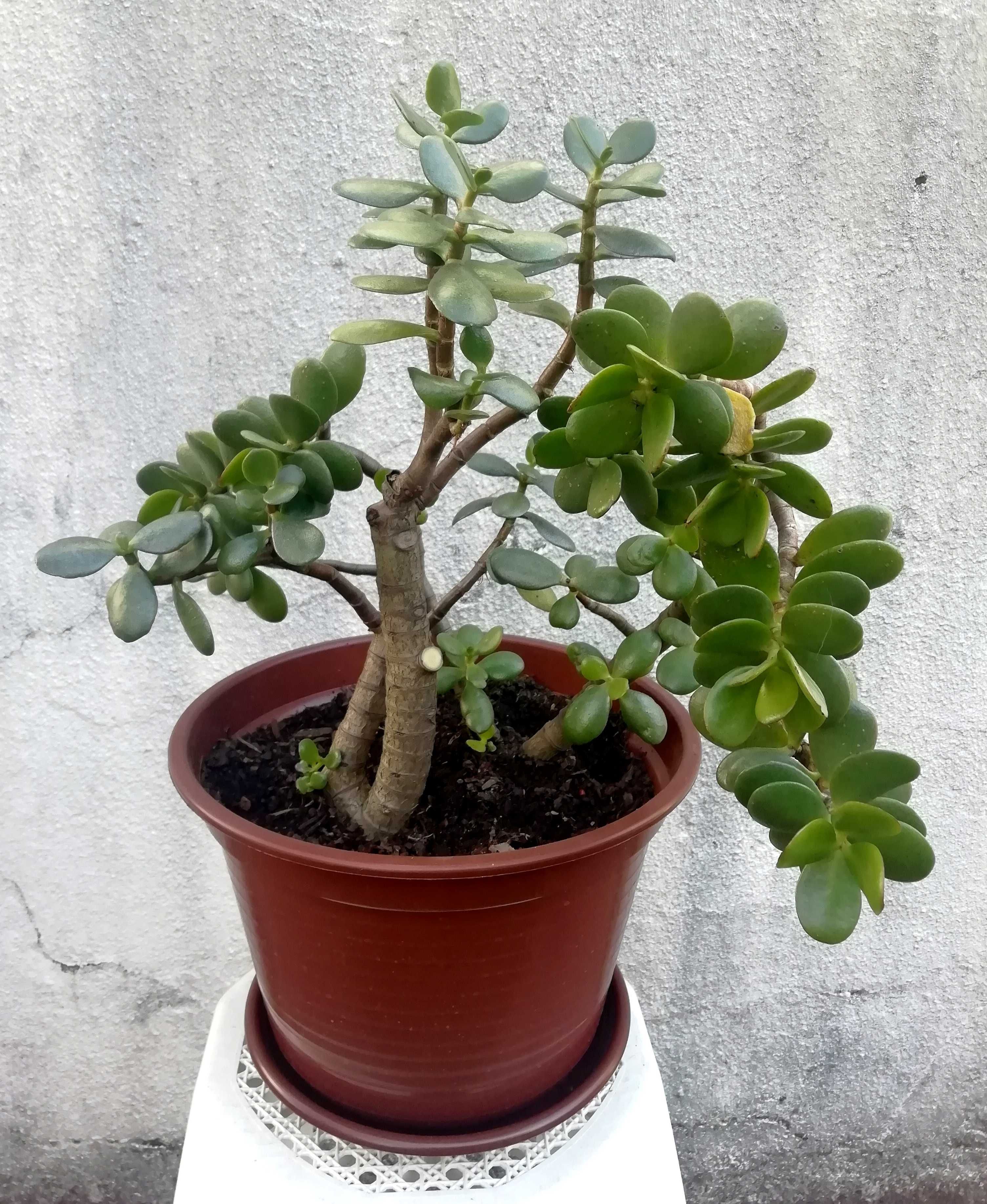 Planta Natural Jade, atrai a Sorte e Dinheiro