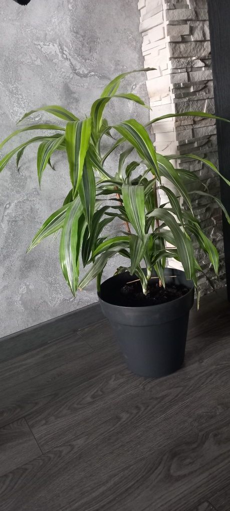 Yuka Dracena odwrócona 80 cm