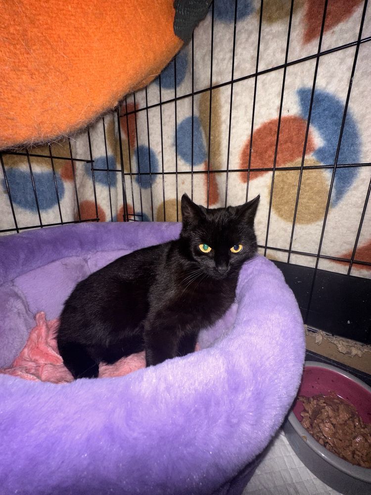 Koteczka do adopcji