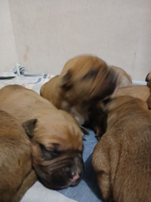 Бронь Американський Пітбуль