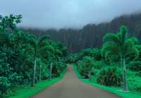 Fototapeta Droga w Dżungli Las Tropik Na Ścianę 3D Twój Rozmiar + KLEJ