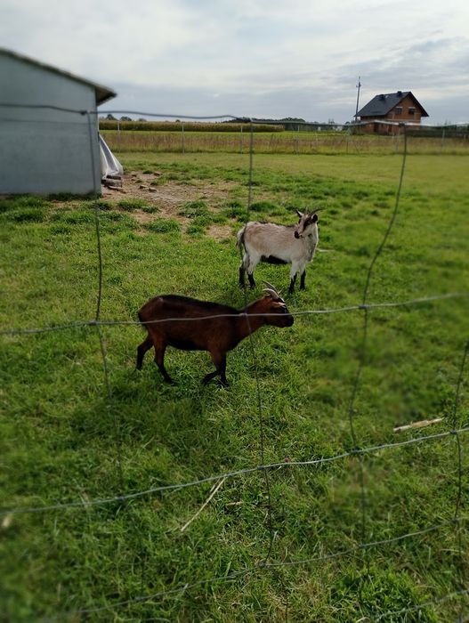 Koziołek miniaturka