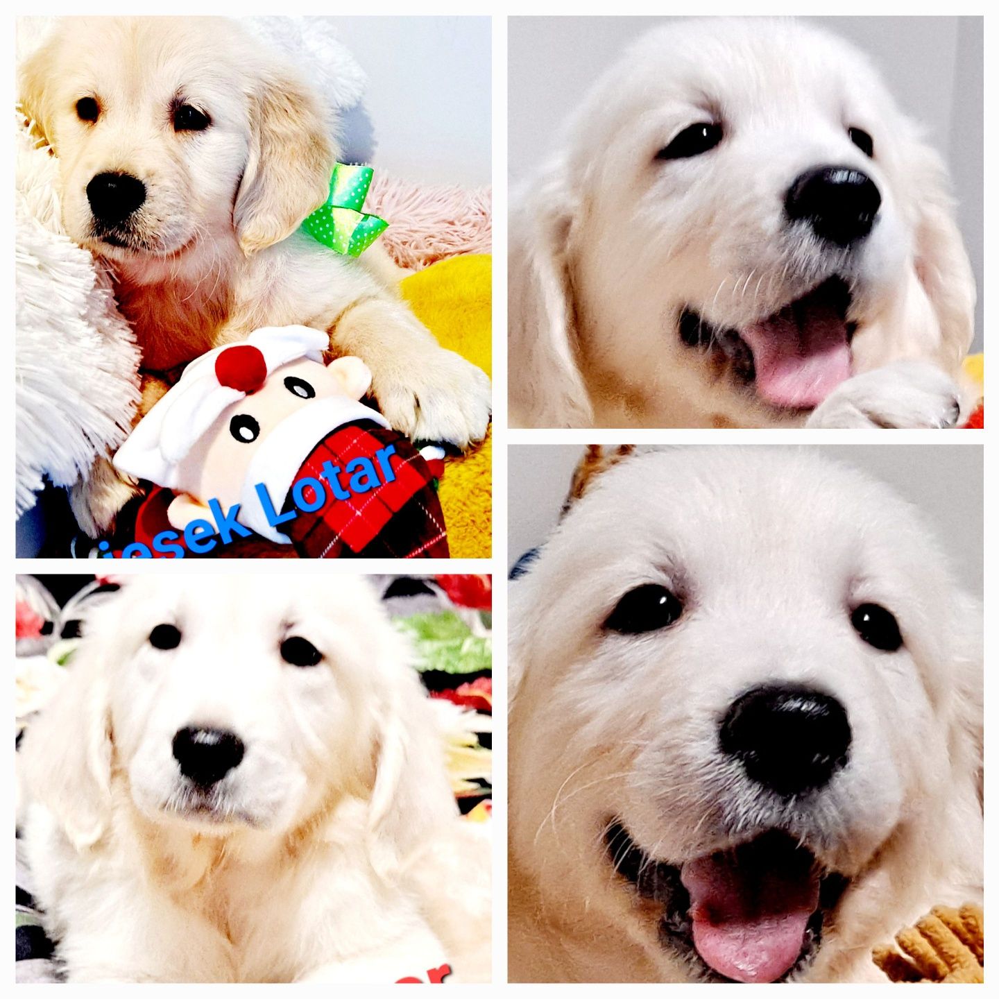 Śliczny mega samiec!!! Golden Retriever do odbioru RODZICE W HODOWLI