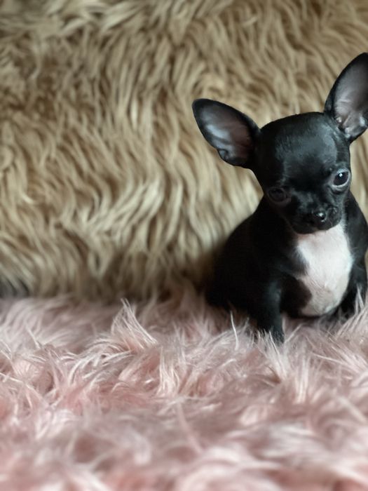 Chihuahua śliczna suczka