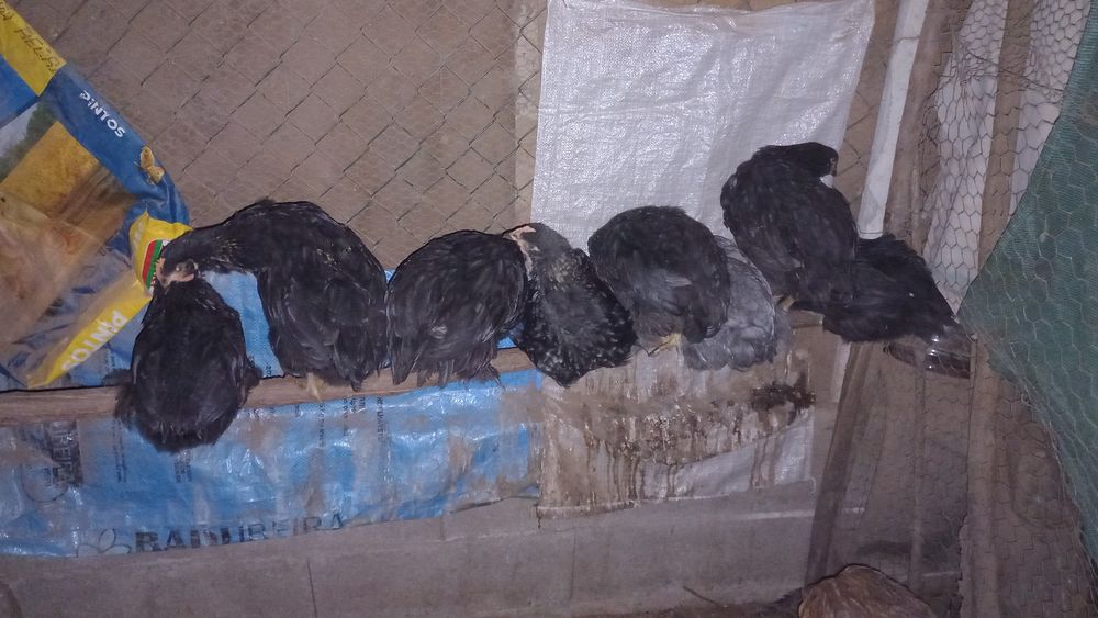 Vende se galinhas, frangos e patos