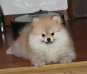 Spitz Alemão  maravilhosa