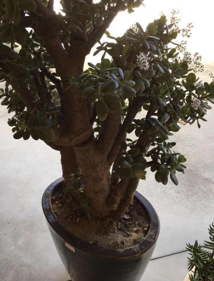 Planta suculenta Jade (da fortuna dinheiro amizade) em vaso de luxo