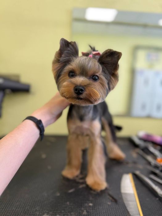 Від 800 грн (Грумінг на дому ( маленький простір) )