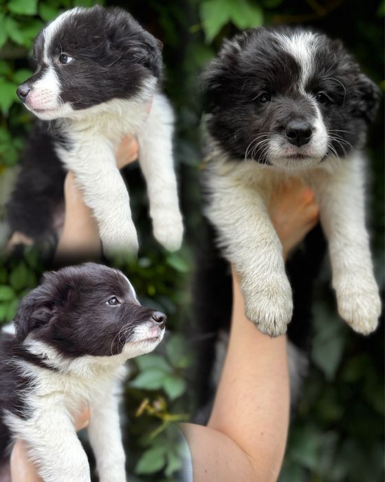 Border Collie piesek. Linia Show. ZKWP/FCI