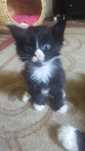 Kocurek Maine Coon