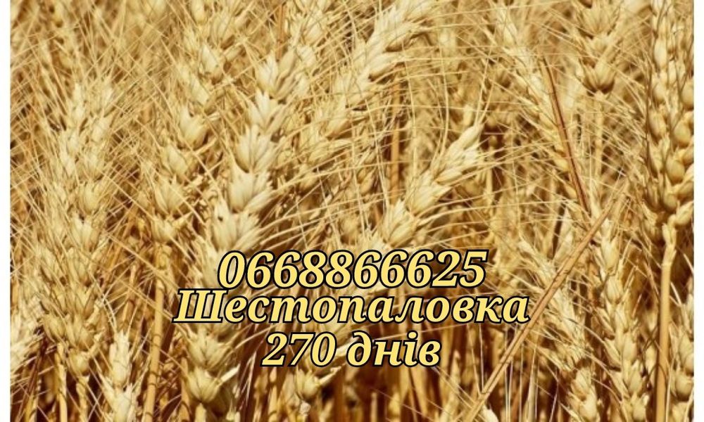 Купить насіння озимої пшениці