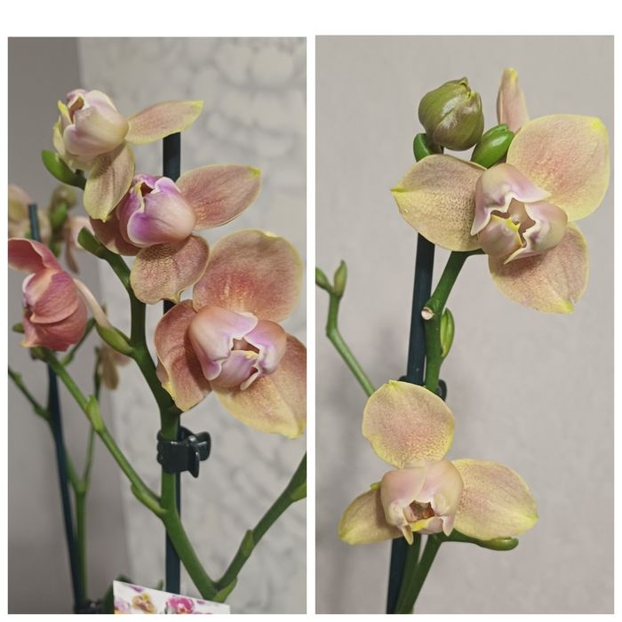 Орхідея Бріон пелор